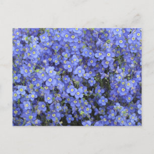Flax Flowers at Longwood Gardens, Pennsylvania Postcard