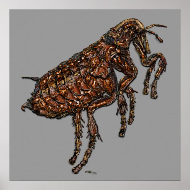 Flea on Light Grey Poster (Front)