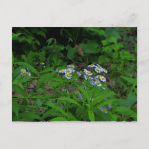 Fleabane Flower Postcard