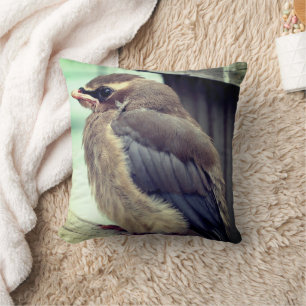 Fledgling Baby Cedar Waxwing Bird   Cushion