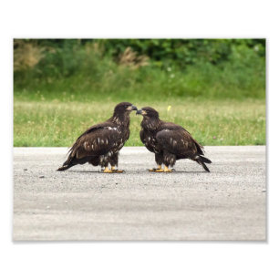 Fledgling Bald Eagles Photo Print