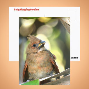 Fledgling Cardinal Cute Baby Bird Wildlife Photo Postcard