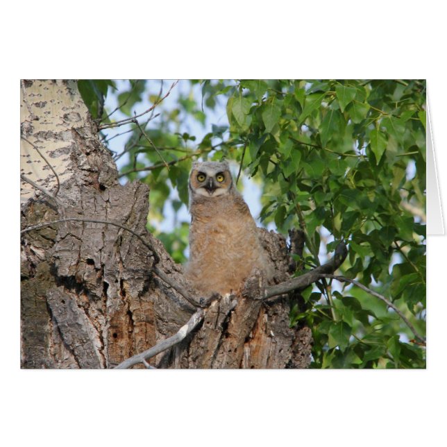 Fledgling Great Horned Owl (Front Horizontal)