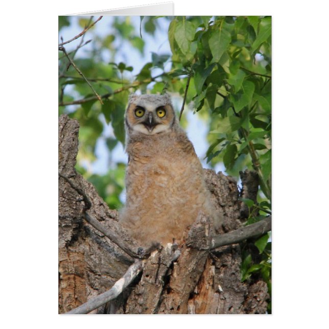 Fledgling Great Horned Owl (Front)