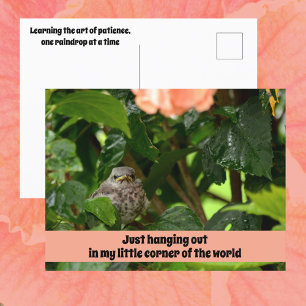 Fledgling Mockingbird Cute Wildlife Photographic Postcard