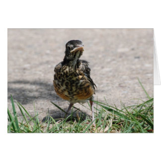 Fledgling Robin with Attitude