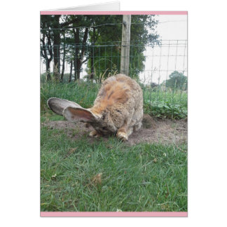 Flemish giant