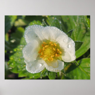 Fleur de fraisier poster