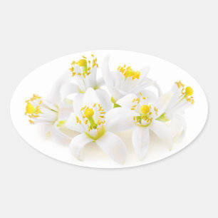 Fleur d'oranger oval sticker