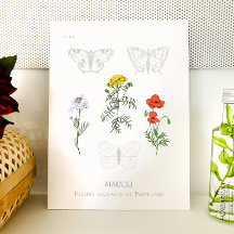 Fleurs sauvages et papillons