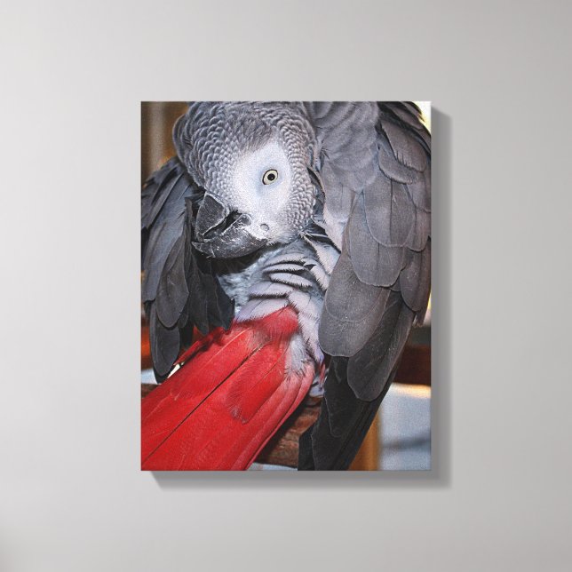 Flexible Congo African Grey Parrot with Red Tail Canvas Print (Front)