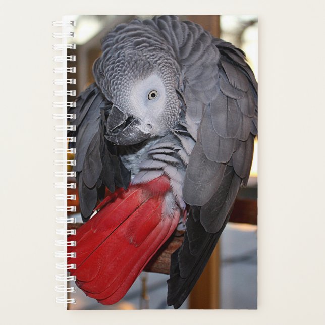 Flexible Congo African Grey Parrot with Red Tail Planner (Front)