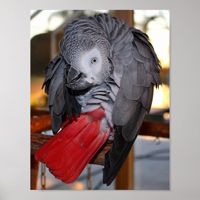 Flexible Congo African Grey Parrot with Red Tail Poster (Front)
