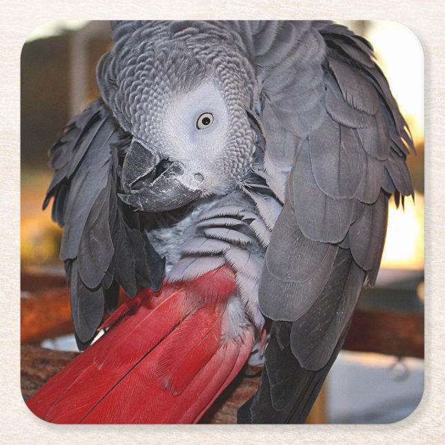 Flexible Congo African Grey Parrot with Red Tail Square Paper Coaster (Front)