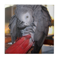 Flexible Congo African Grey Parrot with Red Tail