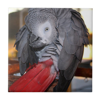 Flexible Congo African Grey Parrot with Red Tail Tile