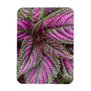 Flexible Magnet - Persian Shield