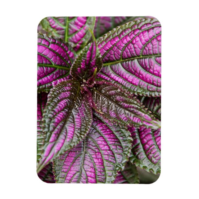Flexible Magnet - Persian Shield (Vertical)