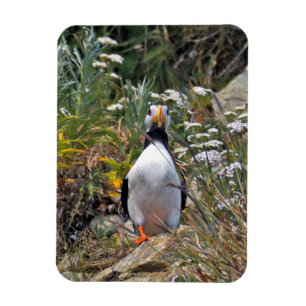 Flexible Photo Magnet of puffin