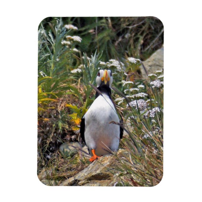 Flexible Photo Magnet of puffin (Vertical)