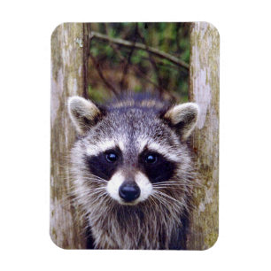 Flexible Photo Magnet w/ racoon
