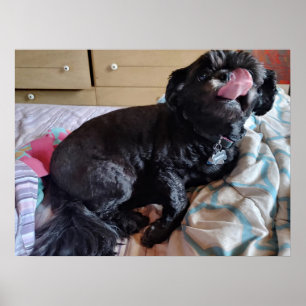 Flicker of the Tongue Poster