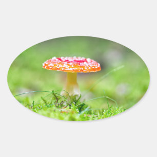 Fliegenpilz Oval Sticker