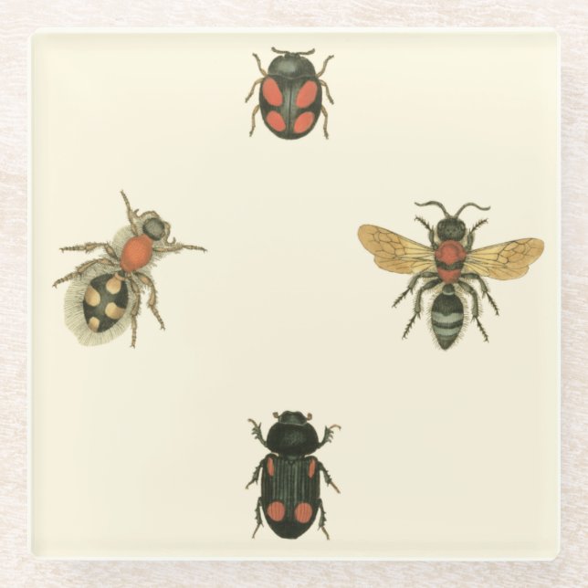 Flies and Beetles by Vision Studio Glass Coaster (Front)