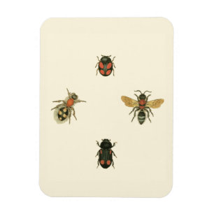 Flies and Beetles by Vision Studio Magnet