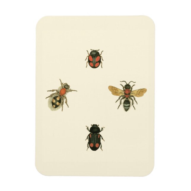 Flies and Beetles by Vision Studio Magnet (Vertical)