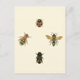Flies and Beetles by Vision Studio Postcard