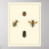 Flies and Beetles by Vision Studio