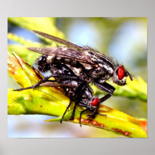 Flies Poster