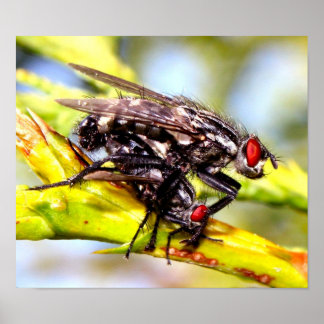 Flies Poster