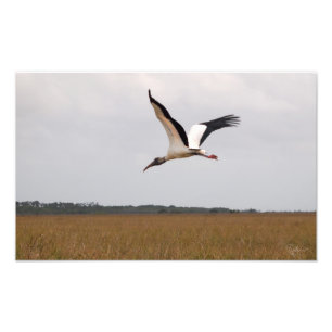Flight of a Wood Stork Photo Print Wide