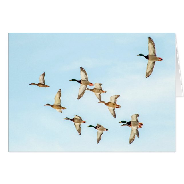 Flight of Mallards (Front Horizontal)
