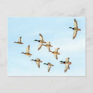 Flight of Mallards Postcard