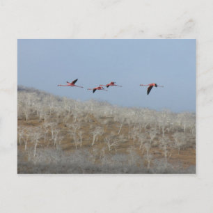 Flight of the flamingos postcard