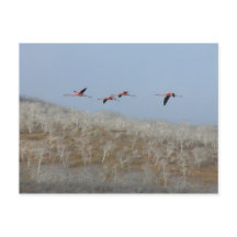 Flight of the flamingos