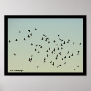 Flight of the Pigeons Poster