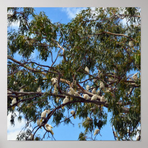 "Flight of the Wild: White Australian Cockatoos Poster