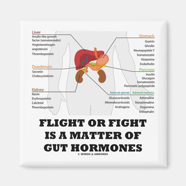 Flight Or Fight Is A Matter Of Gut Hormones Magnet (Front)