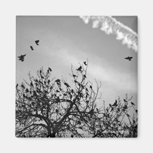 Flight Path Magnet