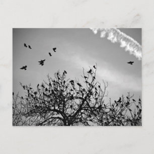 Flight Path Postcard