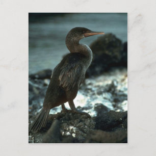 Flightless Cormorant Postcard