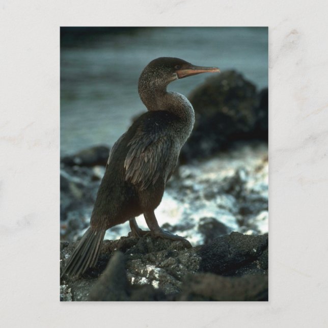 Flightless Cormorant Postcard (Front)