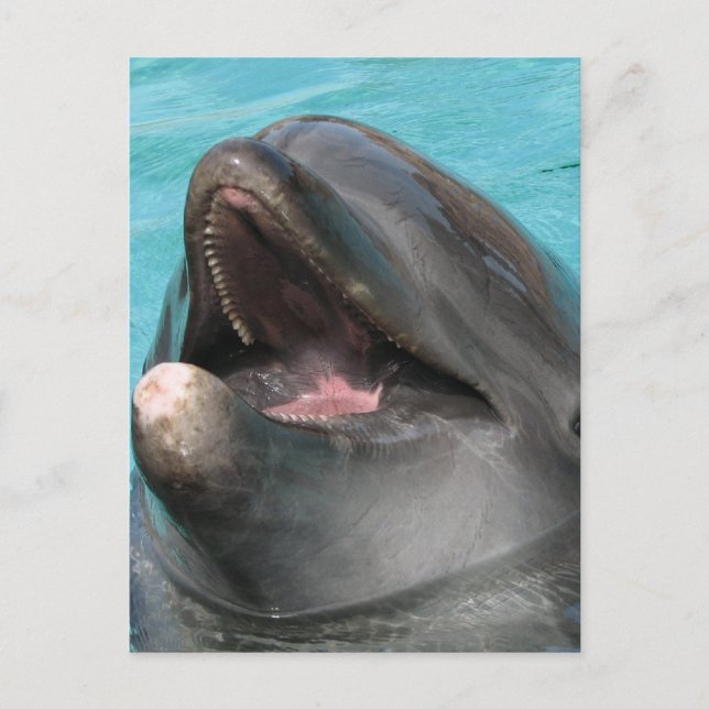 Flipper Postcard (Front)