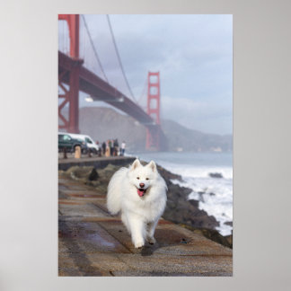 Floating by Golden Gate Bridge Poster