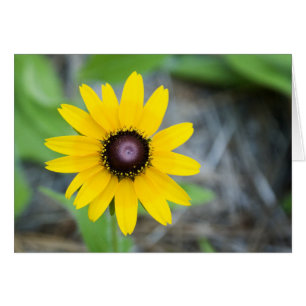 Floating Daisy