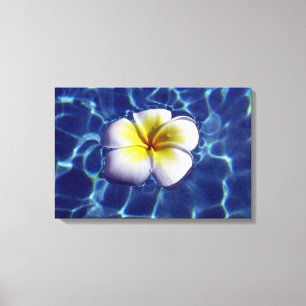 FLOATING FRANGI 16x24 Canvas Print
